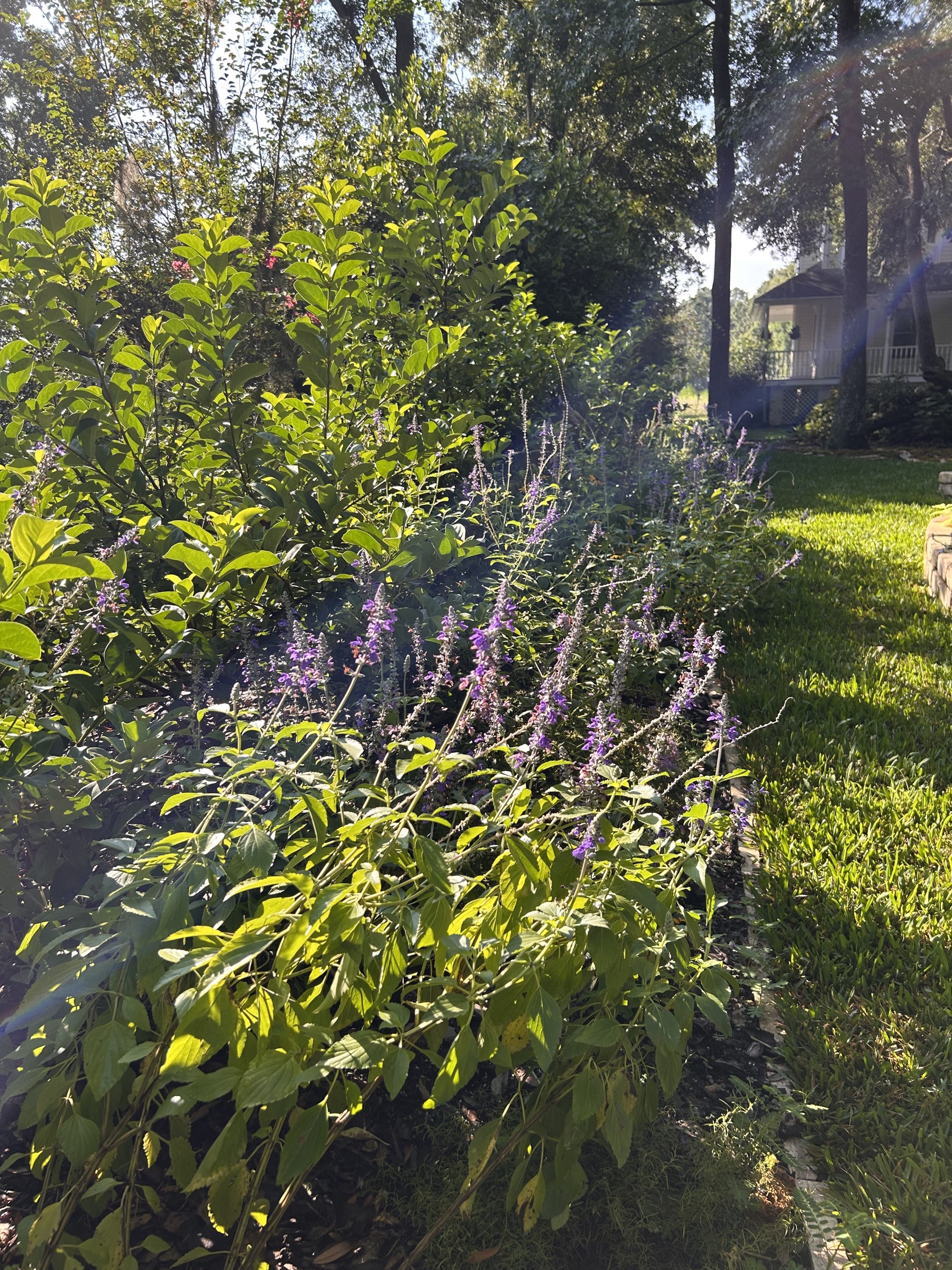 The Butterfly Garden, current view
