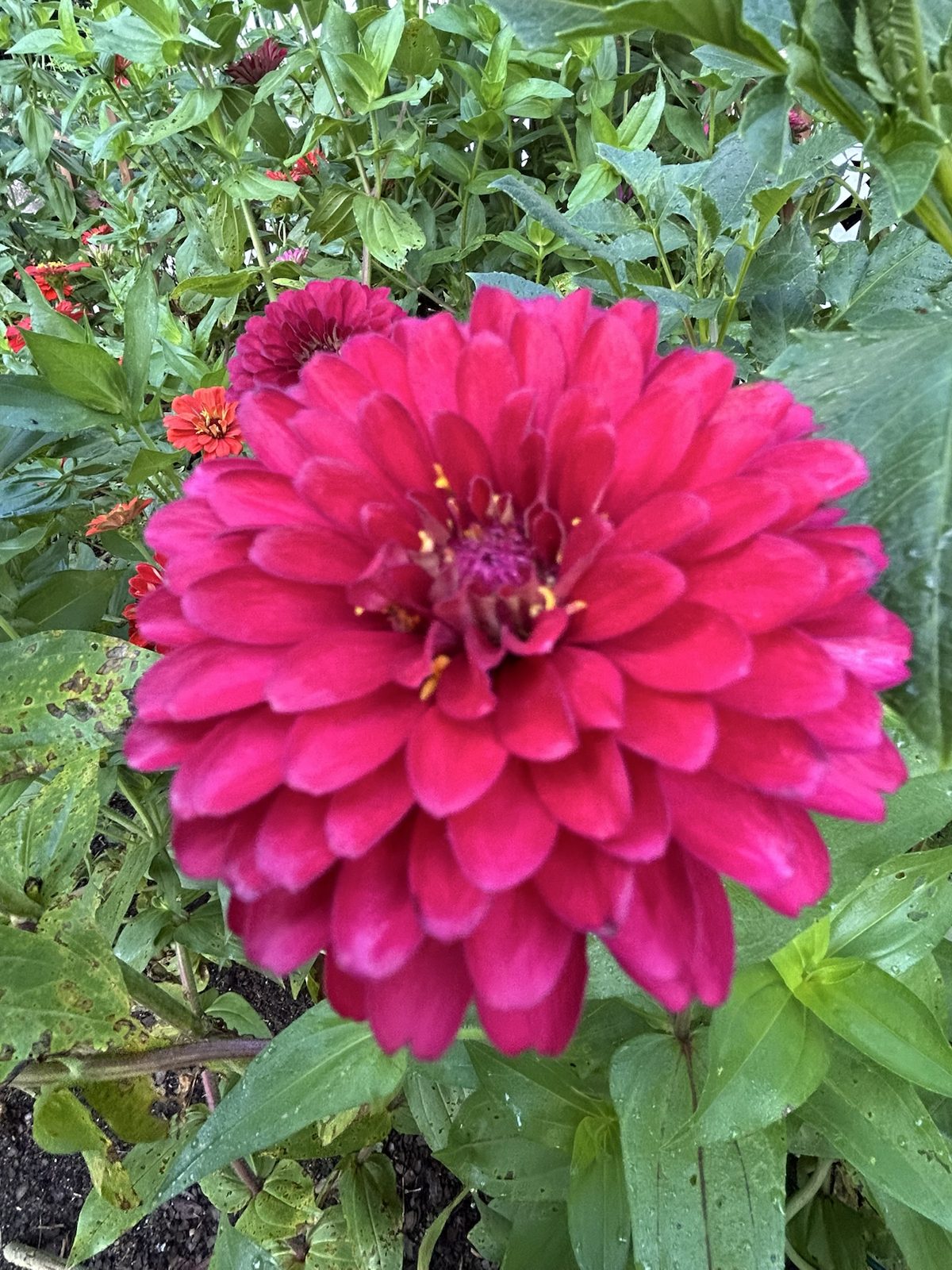 A vivid magenta zinnia flowering at Oaklane Garden
