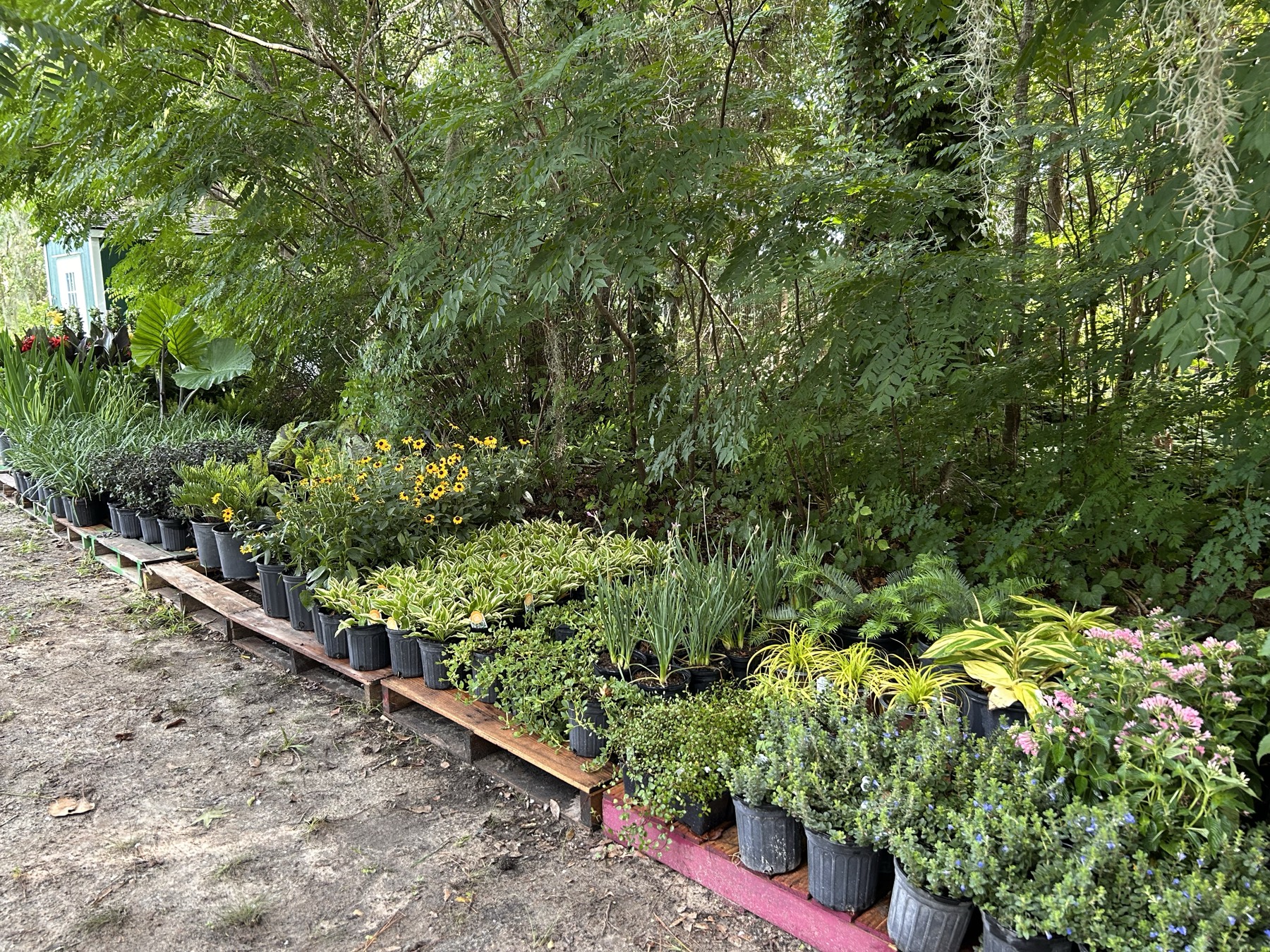 The new plants arrive at Oaklane Garden