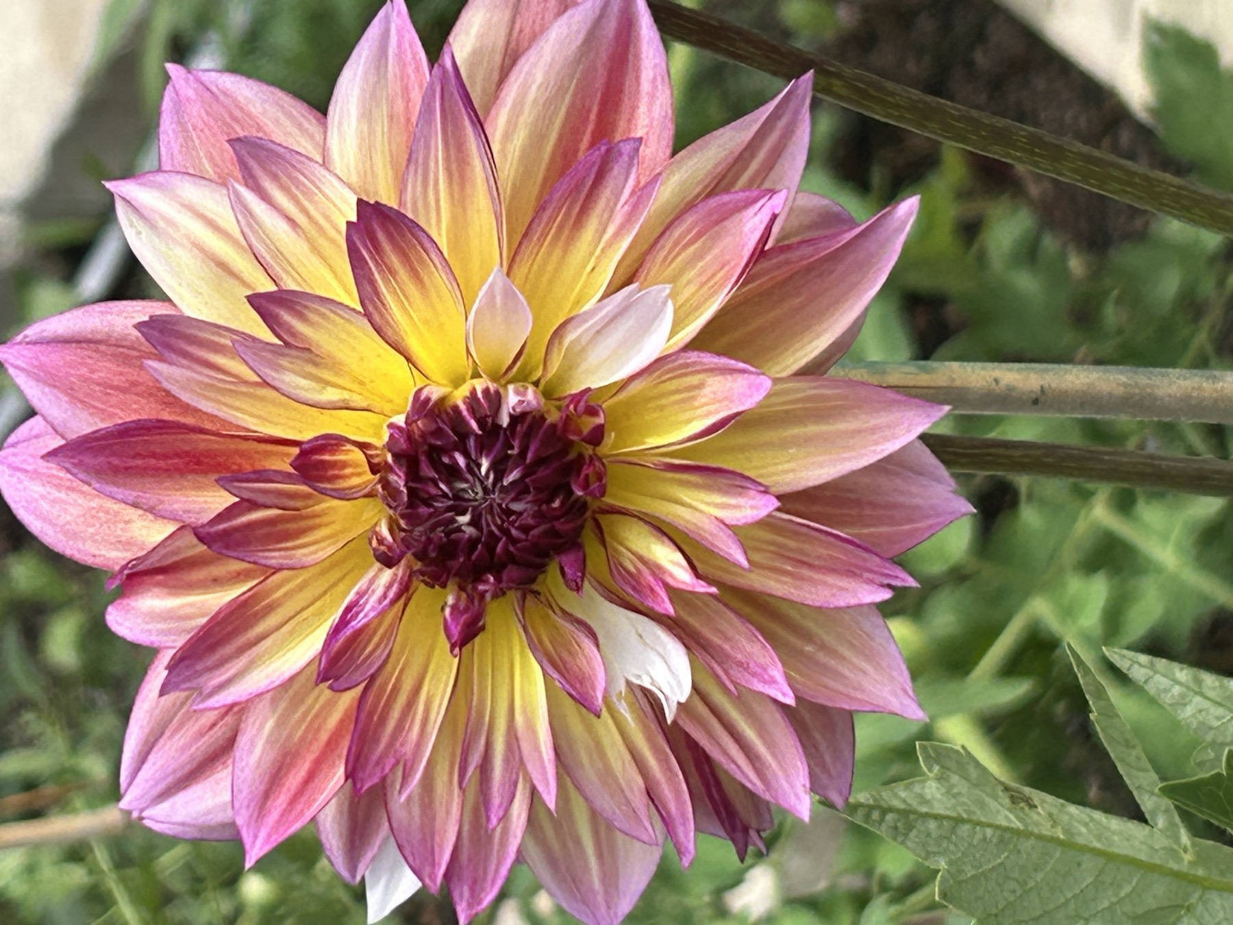 The first dahlia blooms at Oaklane Garden