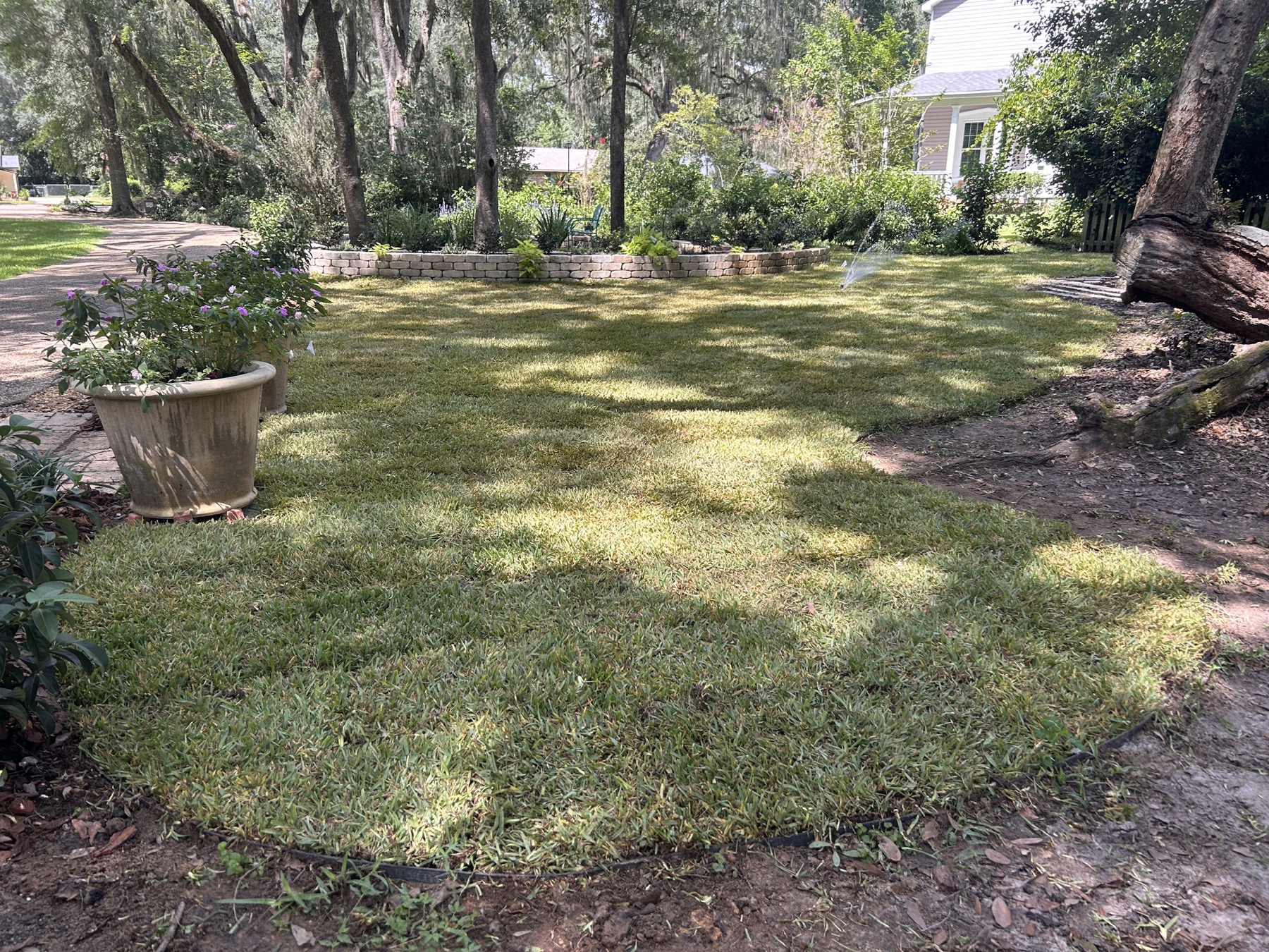 The lawn is installed at Oaklane Garden