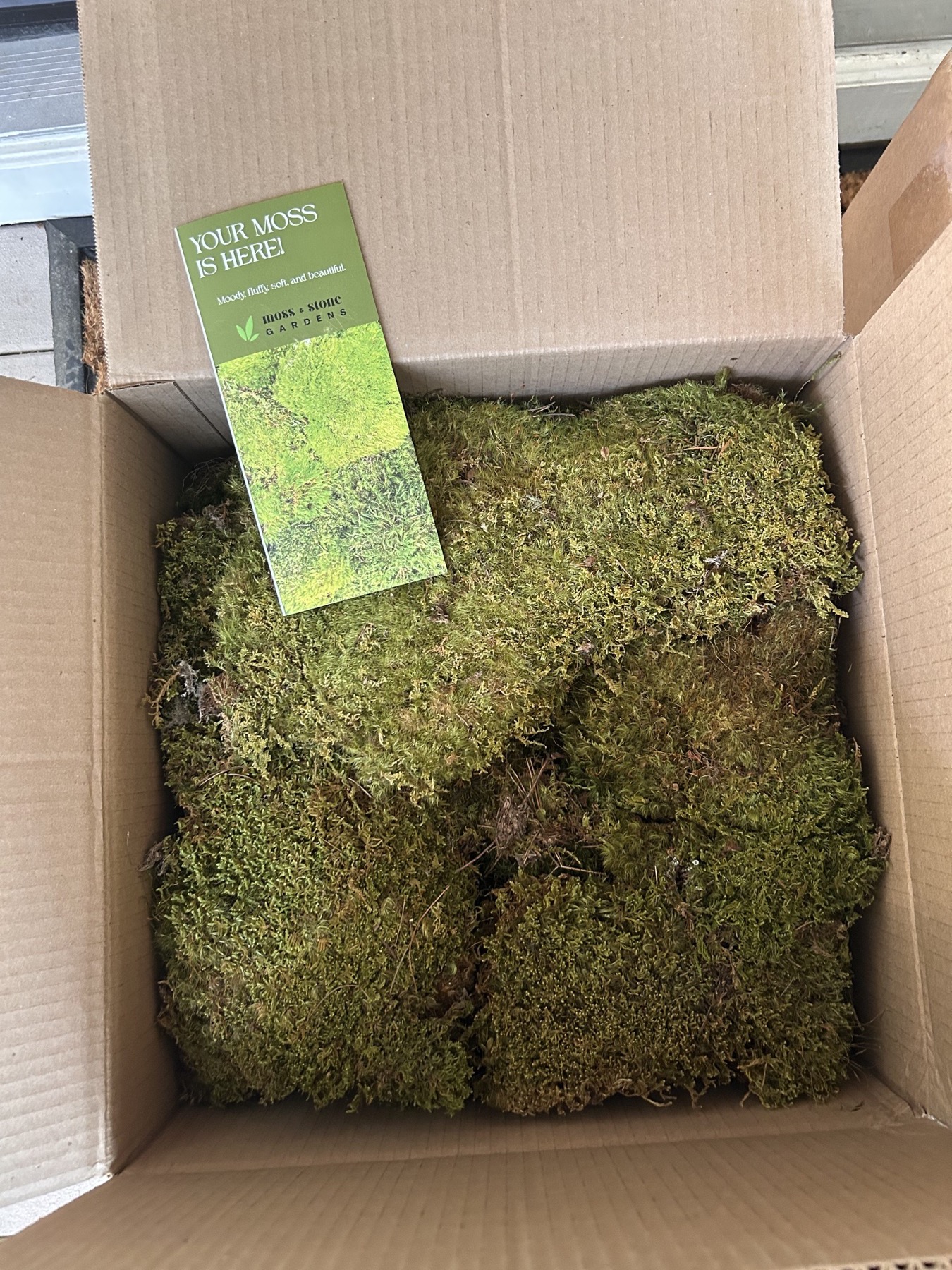 The moss arrives at Oaklane Garden