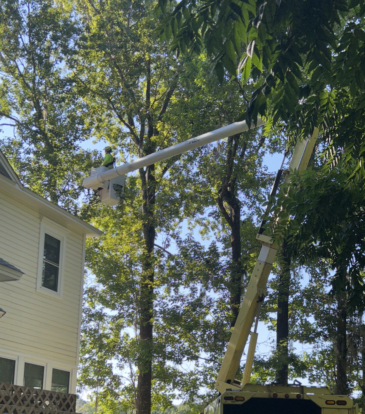 The first tree trimming in many years at Oaklane Garden