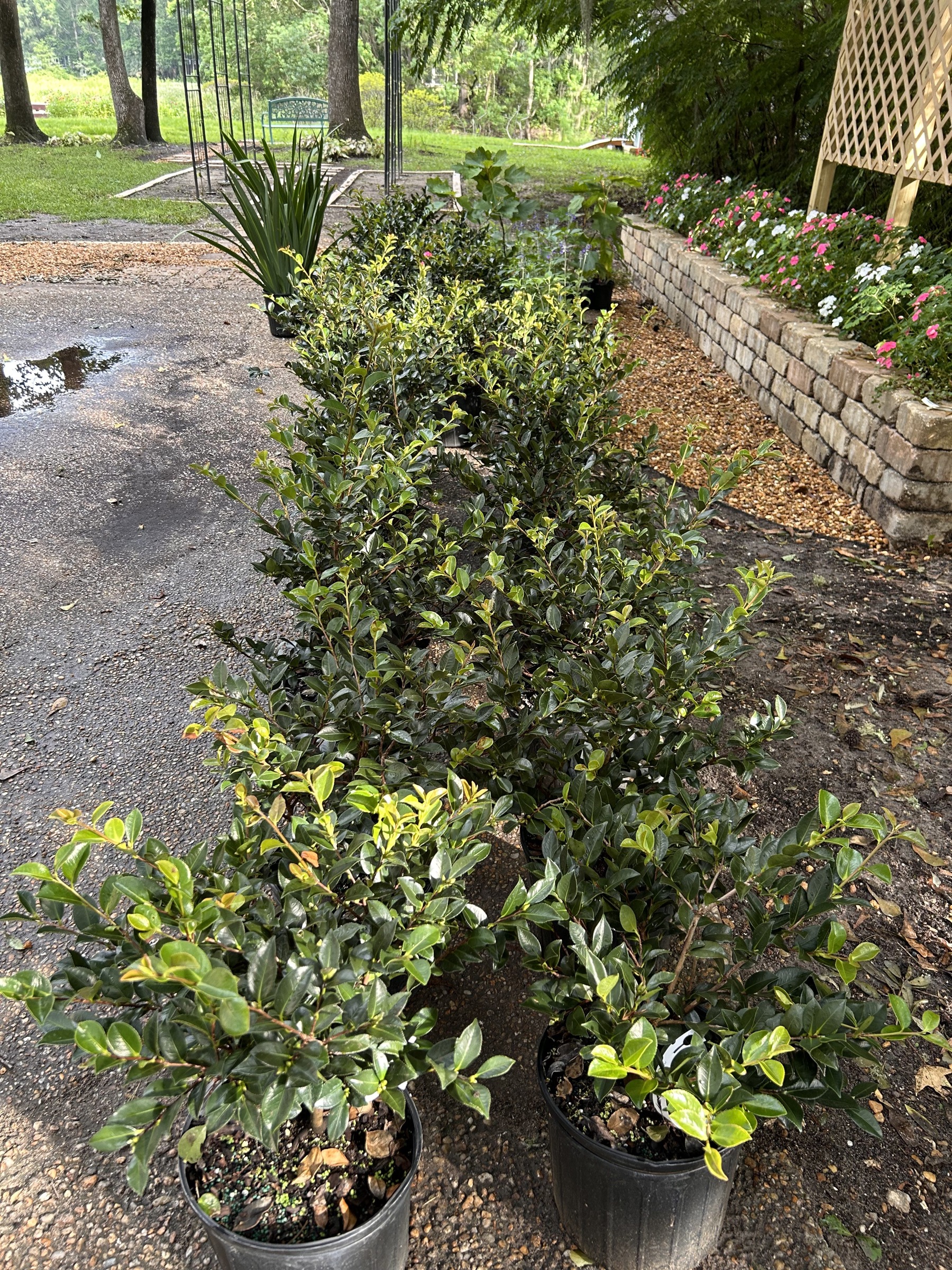 The first bulk arrival at Oaklane Garden