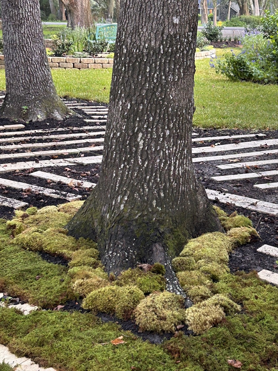 The Moss Garden, current view